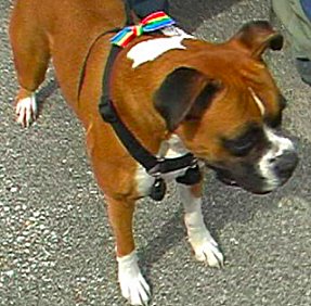 rainbow dog