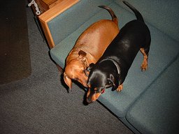 Dachsunds.