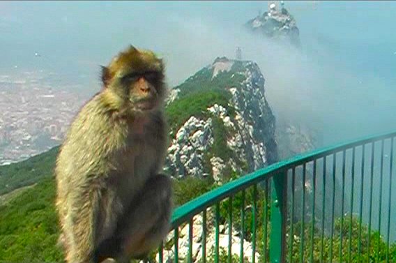 A Barbary ape of Gibraltar.