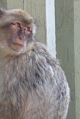 Barbary ape.