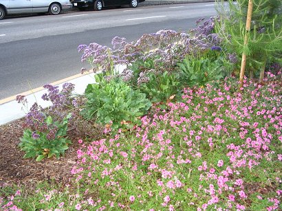 median flowers