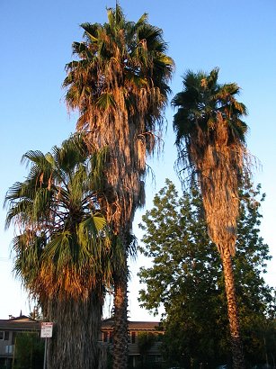 palm trees in sunlight