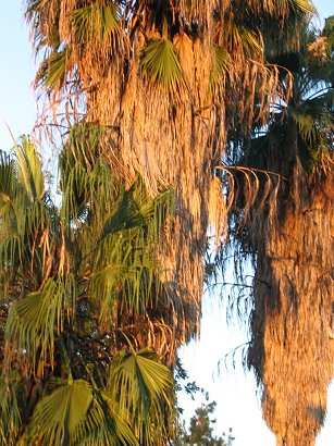 palm trees in the morning sun